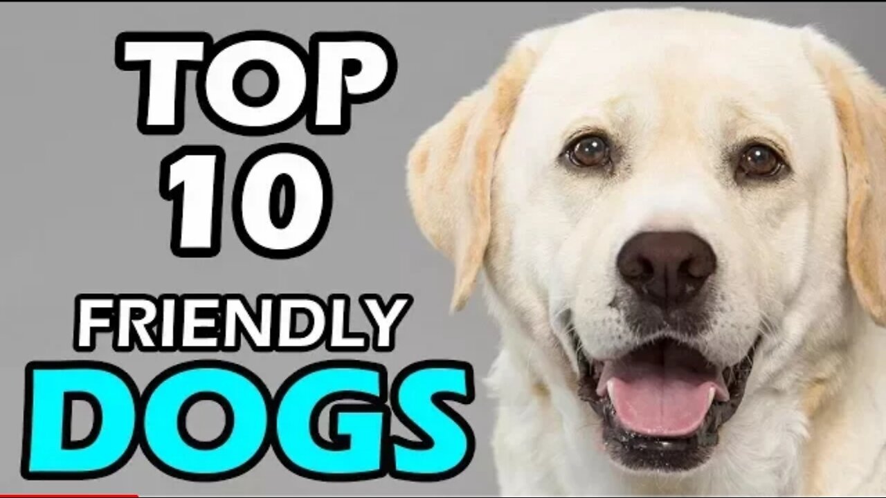 TOP 10 FRIENDLY DOG BREEDS