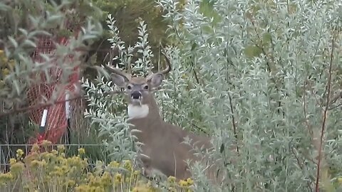 Nice Whitetail wanted to have a staring contest!