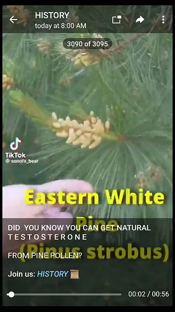 Documentary: Pine Testosterone Boost