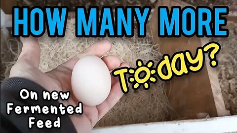 How Many More Eggs Today on New Fermented All Grain Feed? - Ann's Tiny Life and Homestead