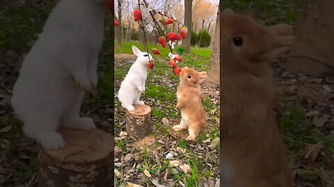 Cute rabbit #shortvideo #tranding #trendingshorts #rabbit #cute