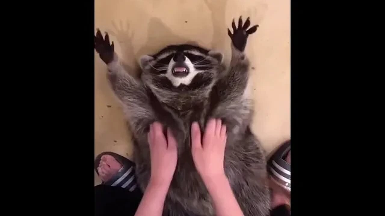 A Racoon getting some well deserved scratching