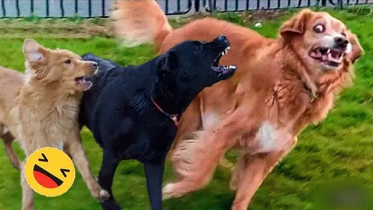 Woof-tastic Comedy: Dog Antics That'll Make You Laugh Out Loud"