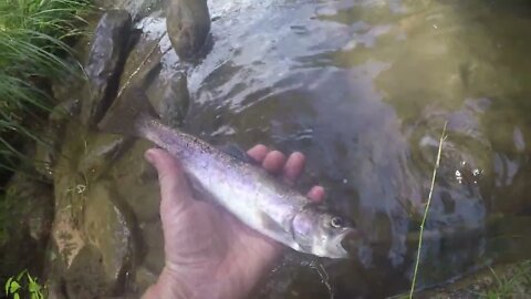 Trout haul with the missus 3