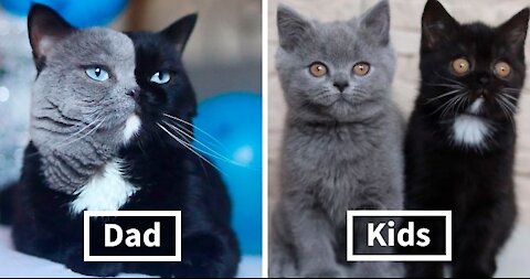Cat With Split-Colored Face Becomes A Father To Kittens In Each Of His Colors