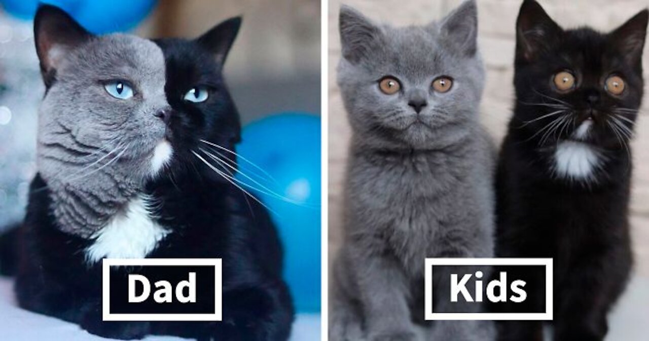 Cat With Split-Colored Face Becomes A Father To Kittens In Each Of His Colors