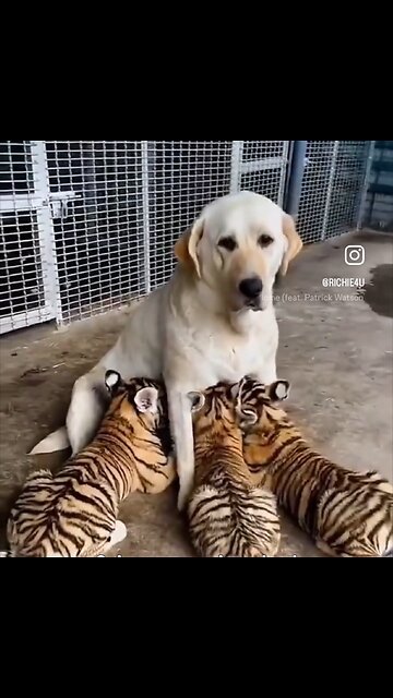 "Tiger Pubs: The Ultimate Dog-Friendly Pub Experience"