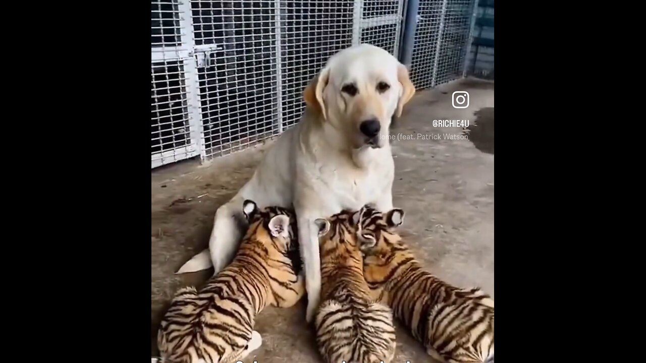 "Tiger Pubs: The Ultimate Dog-Friendly Pub Experience"