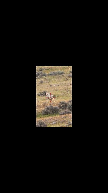 Hunting Coyotes #shorts #cat #animals #hunter #138