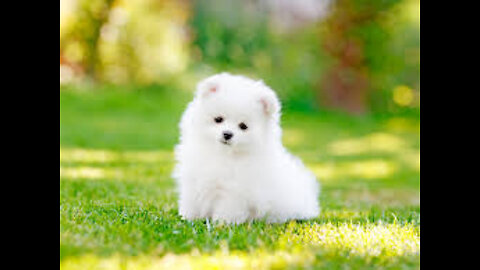 Cute puppies