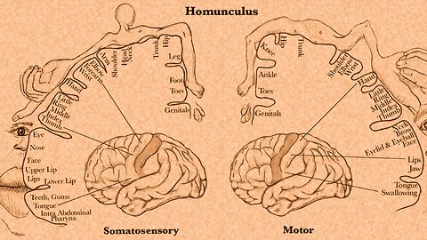 The Homunculus with Juan