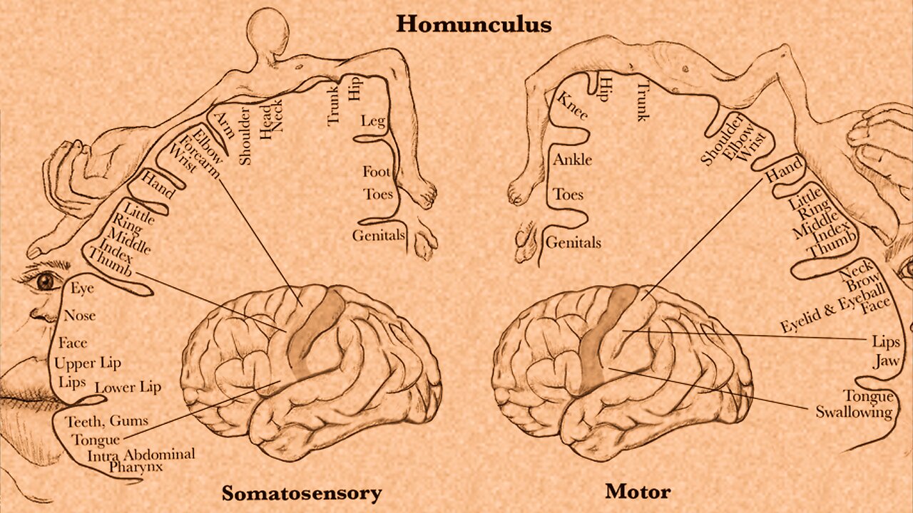 The Homunculus with Juan