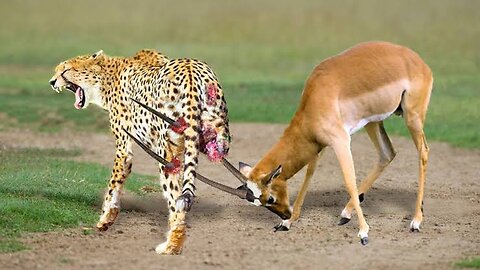 Animal atteck #animal #cheetha #youtube #rumble