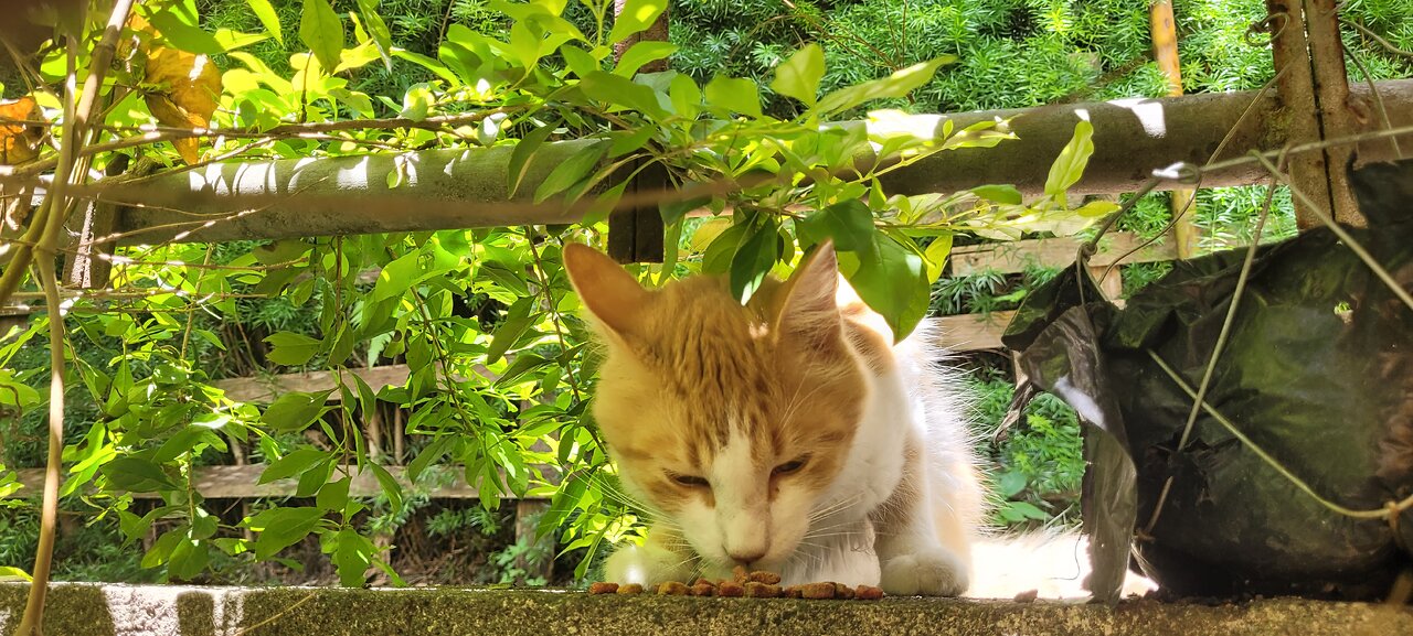 Cat life in Antigua Guatemala 🇬🇹