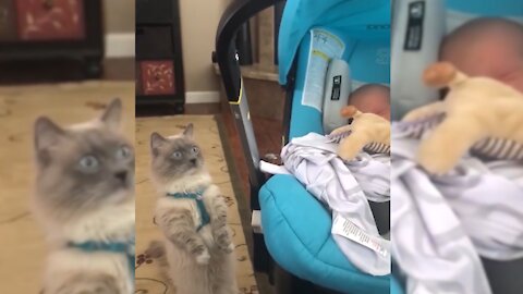 Funny Babies and Cats / Kids and Cats Fun and Fails