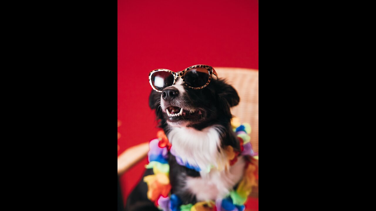 smart dog - A border collie weaving through a person's legs