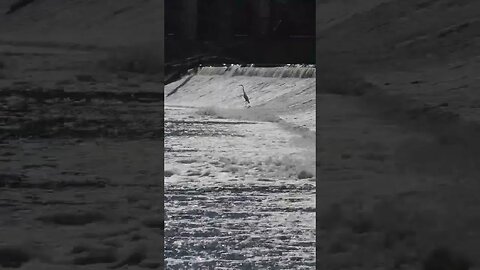 chillin with the egret in the rapids