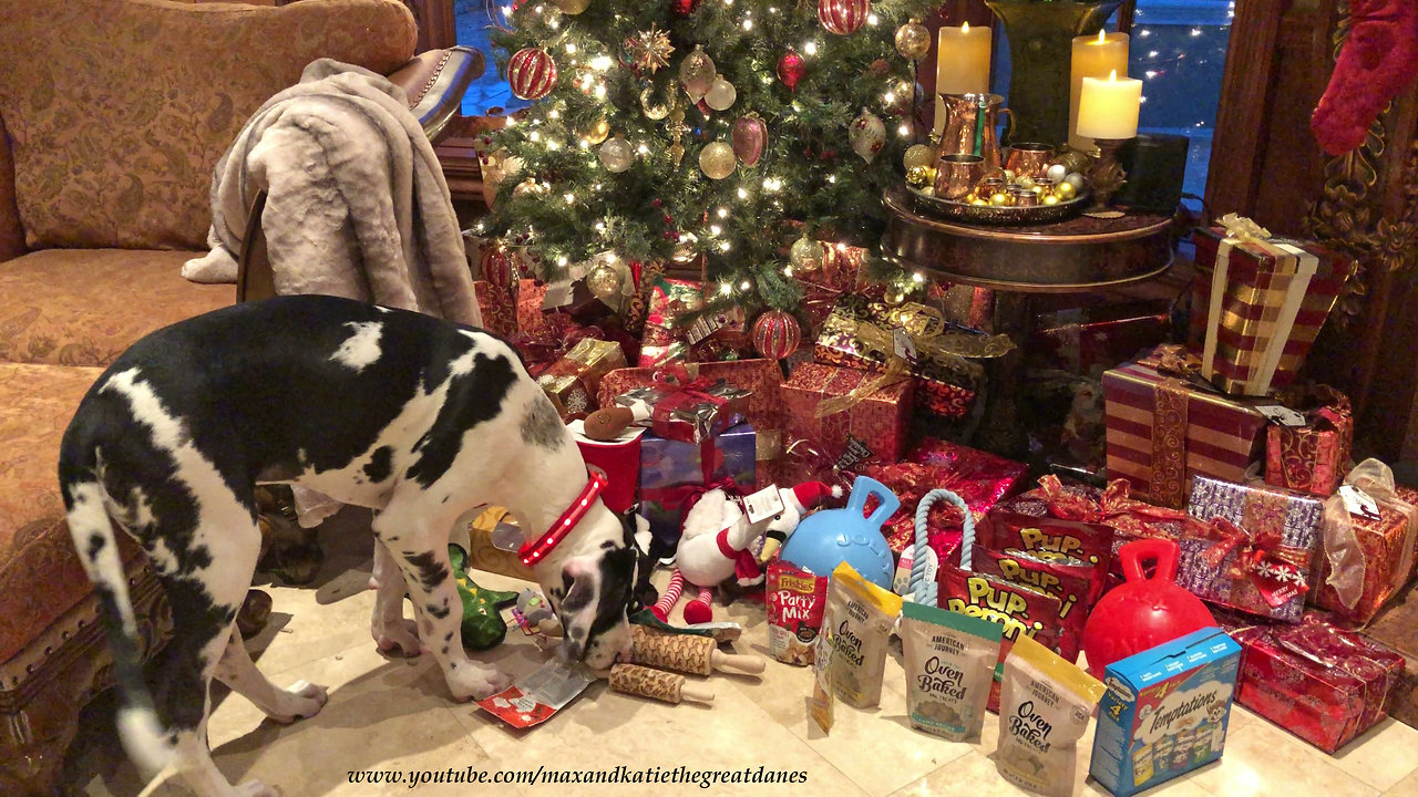 Puppy can't decide which Christmas gift to play with