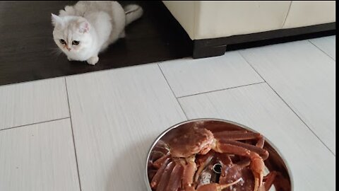 220423 Cat, Fresh Snow crab From PEI Canada, Crab Congee