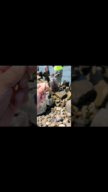 Baby blackfish escapes my hands..🤣