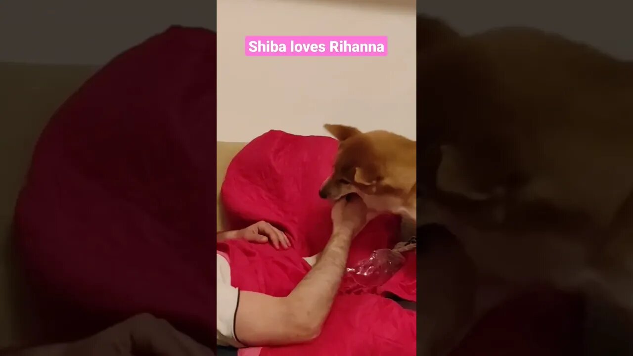 Shiba Zelda dancing ti Rihanna #sos #rihanna #shibainu