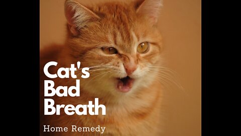 Cat's Bad Breath: A Home Remedy