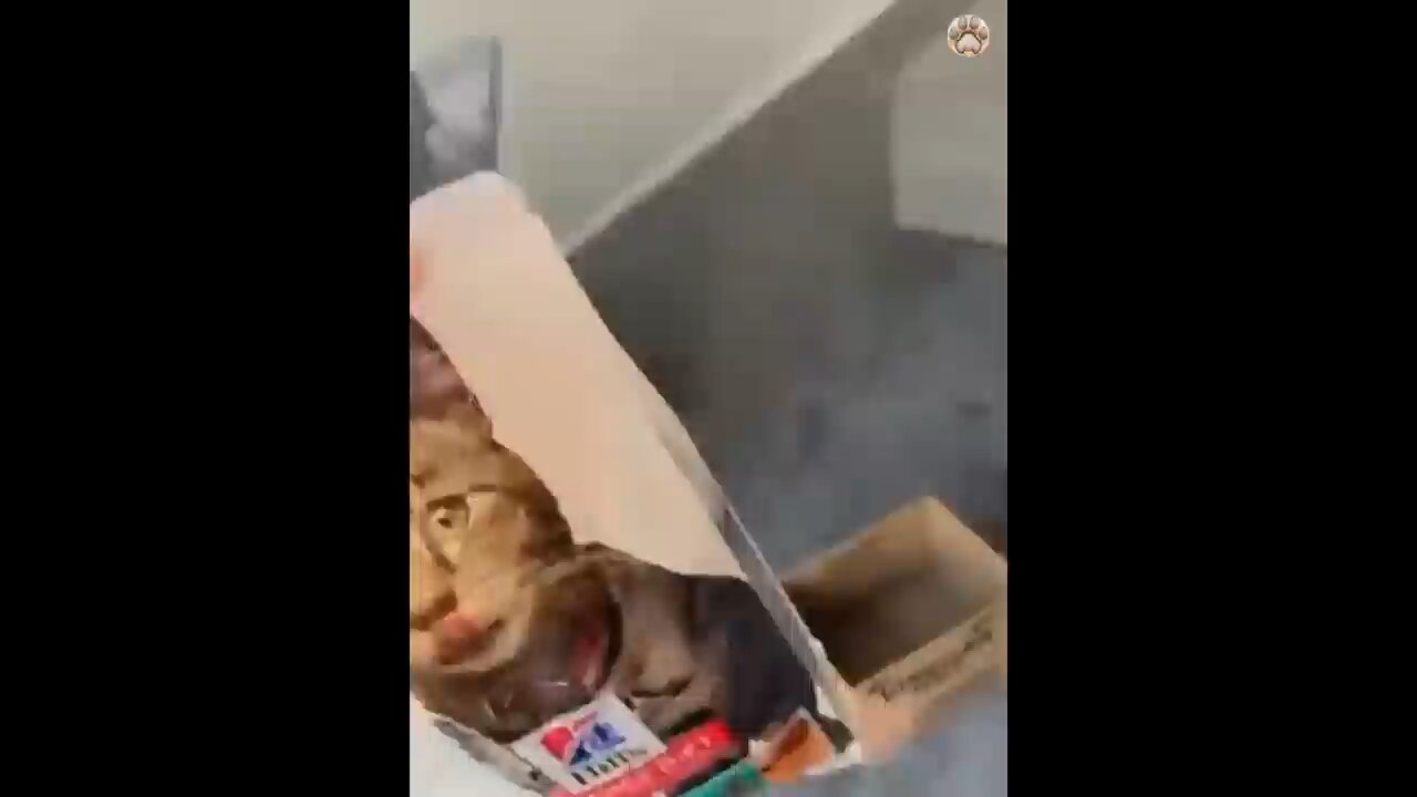 crazy funny cats 🤣