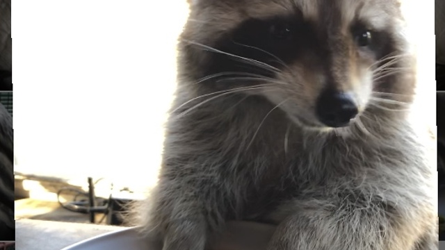 Raccoon chows down on his favorite breakfast