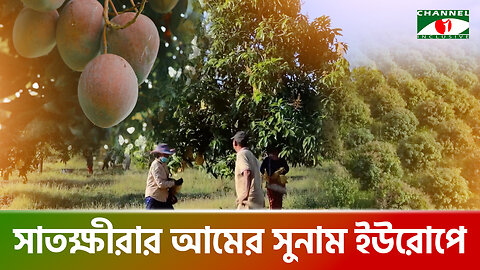 সাতক্ষীরার আম যাচ্ছে ইউরোপের বাজারে | Shatkhira Mango Export | সাতক্ষীরা আমের বাজার