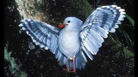 "Kagu Bird: The Ghost of the Forest"🐦🐦