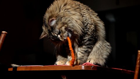 Leia Playing with a String