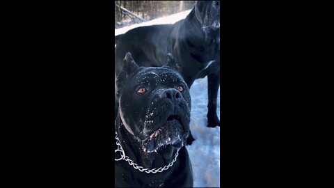 Cane corso