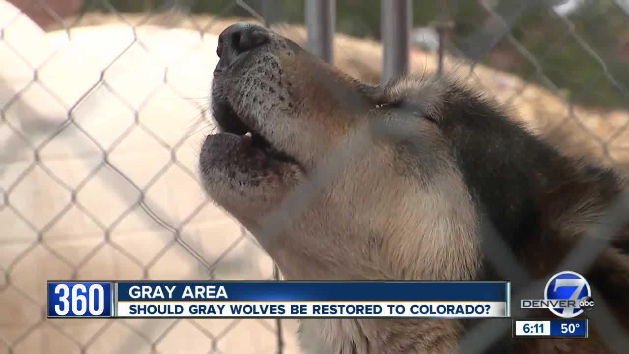 Supporters, farmers at odds over reintroducing wolves to Colorado