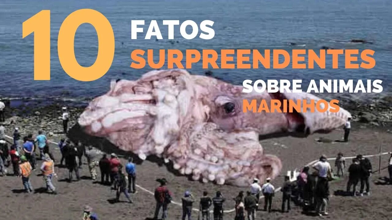 10 fatos surpreendentes sobre animais marinhos