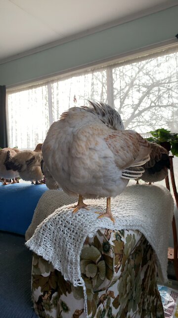 Cletus Hogg the hen preening
