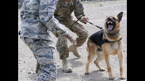 How to Train a Guard Dog