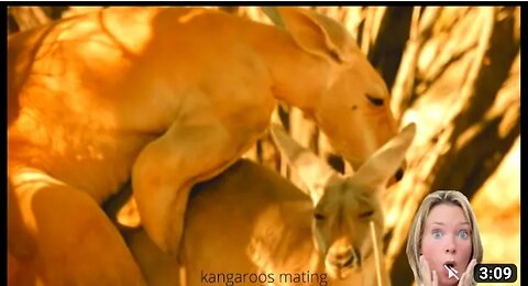 Kangaroo intimate videos , animals intimate video