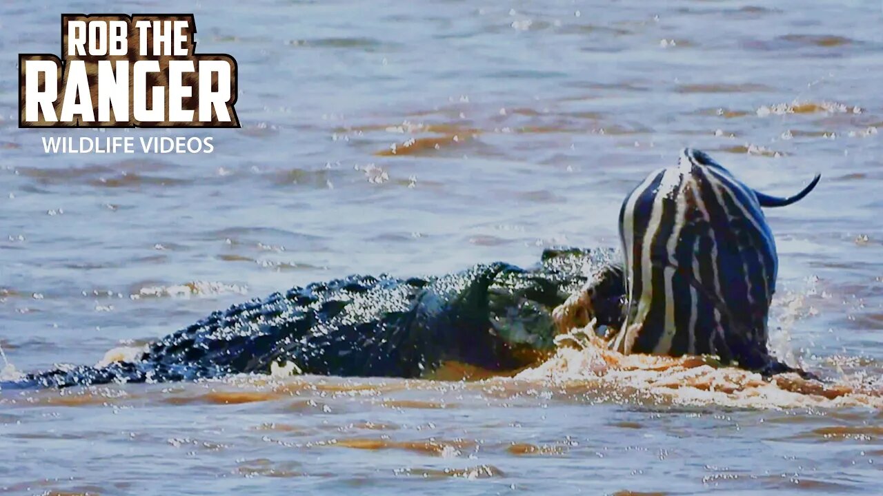 Crocodiles Feast On A Zebra | Maasai Mara Safari | Zebra Plains