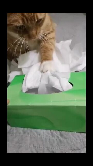Funny Kitten Wastes An Entire Box Of Tissues