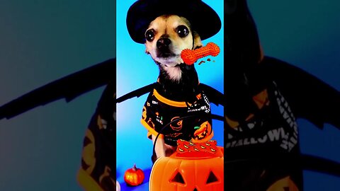 Chihuahua Halloween 🎃#halloween #shorts