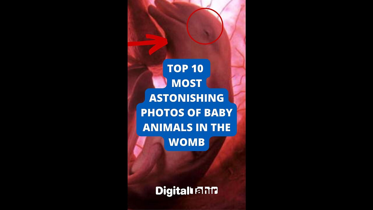 Top 10 Most Astonishing Photos Of Baby Animals In The Womb