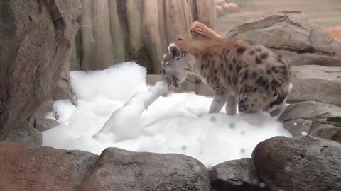 Milwaukee County Zoo hyenas treated to bubble bath