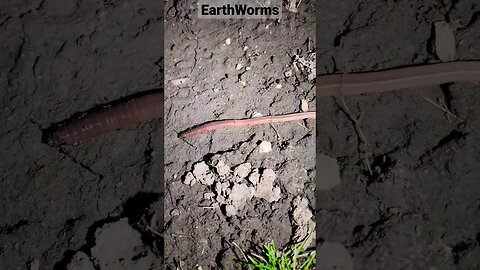 earthworms#shortsvideo #shortsyoutube #shorts