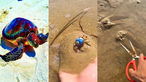Activities of Chinese Fishermen Hunting Various Sea Animals around the Beach 🐙 Sea Creatures