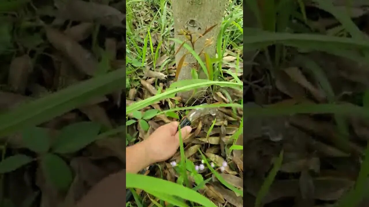 water your durian trees in 3 minutes or less