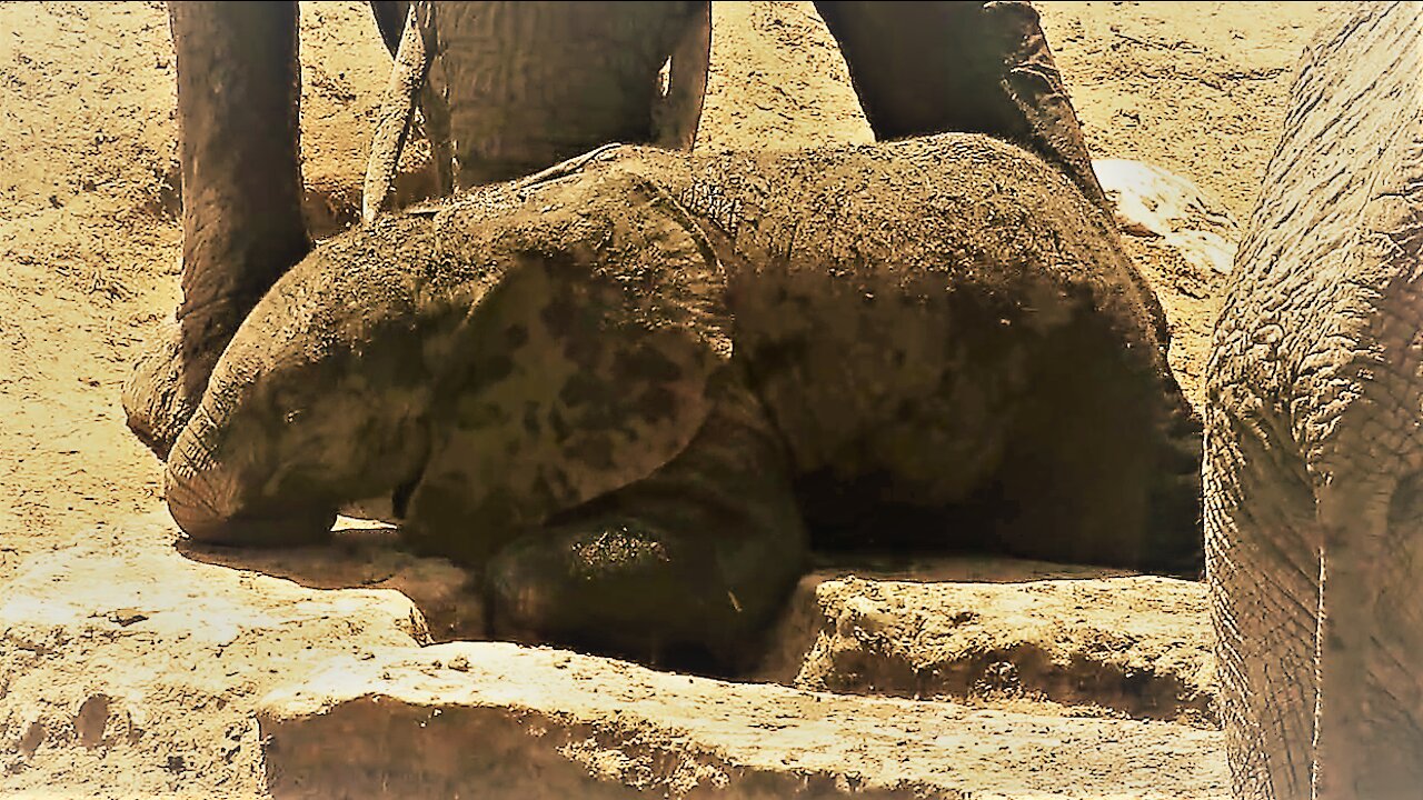 Baby Elephant Scratches Itchy Body Parts With Real Determination