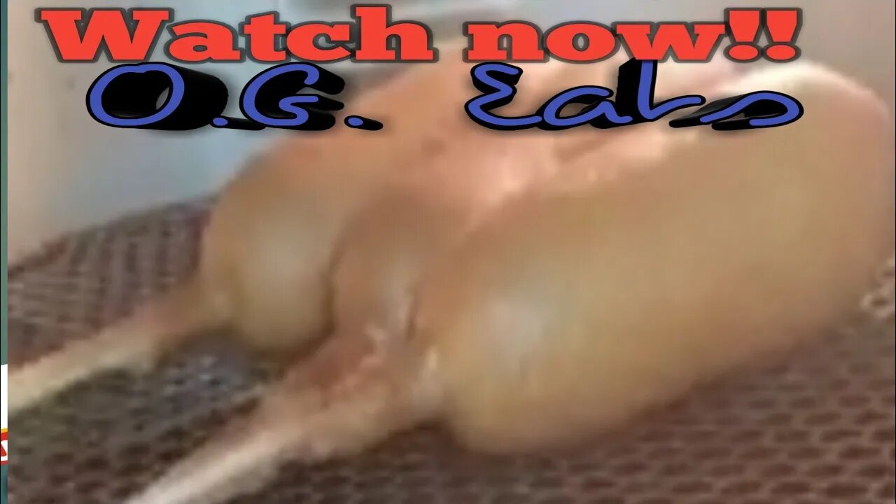 2 super simple steps to knock-out corn dogs 🌽ðŸŒðŸ¥³