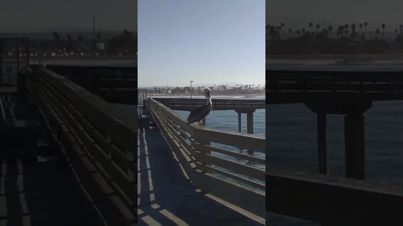 Pelican at Ocean Beach Pier