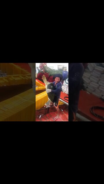 Fisherman Saves Huge Sea Turtle Caught in Net