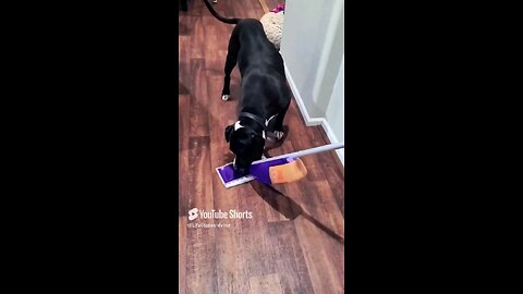 Dog reacts. You decide who wins #dog #dogs #shorts #shortvideo #shortsvideo #pitbull